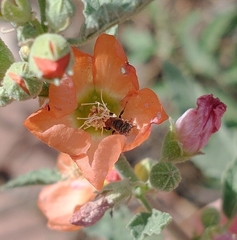 Macroteropsis