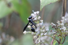 Zethus spinipes variegatus