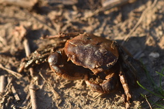 Hemigrapsus crenulatus