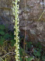 Platanthera elongata