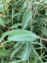 Salix sitchensis
