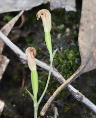 Pterostylis parviflora