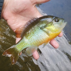 Lepomis auritus