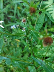 Symphyotrichum prenanthoides