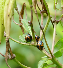 Labidomera clivicollis
