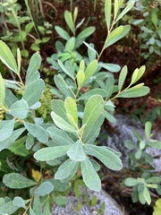Salix sitchensis
