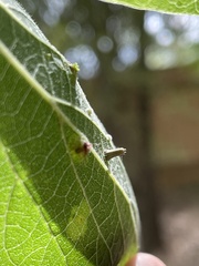 Celticecis aciculata