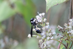 Zethus spinipes variegatus