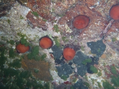 Actinia mediterranea