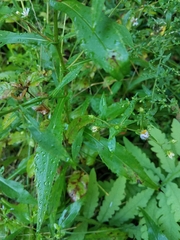 Symphyotrichum prenanthoides