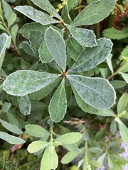 Salix sitchensis