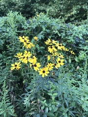 Coreopsis tripteris