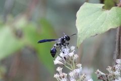 Zethus spinipes variegatus
