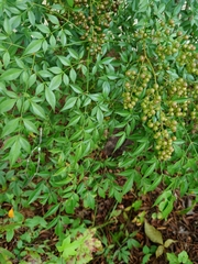 Nandina domestica