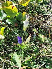 Gentianopsis thermalis
