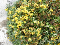 Eriophyllum staechadifolium