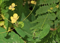 Bupleurum aureum