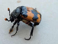 Nicrophorus