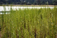 Euthamia occidentalis