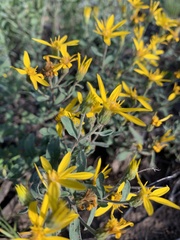 Heterotheca villosa