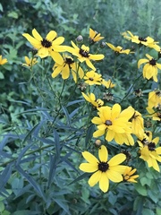 Coreopsis tripteris