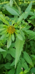Bidens vulgata