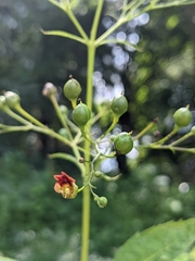 Scrophularia marilandica