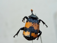 Nicrophorus