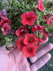 Calibrachoa