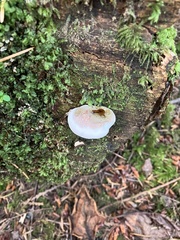 Fuscopostia fragilis