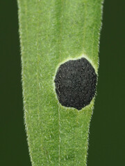 Asteromyia euthamiae