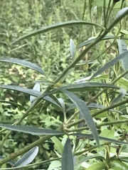 Coreopsis tripteris
