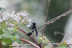 Zethus spinipes variegatus