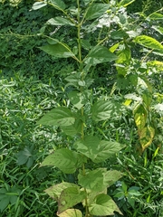 Scrophularia marilandica