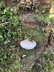 Fuscopostia fragilis