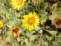 Grindelia stricta