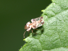 Corythucha juglandis