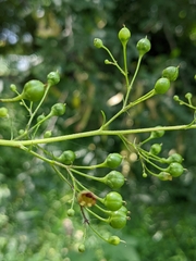 Scrophularia marilandica
