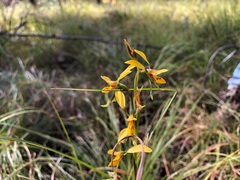 Diuris chrysantha