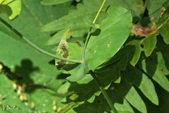 Bupleurum aureum