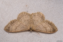 Idaea deversaria