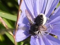 Megachile mendica