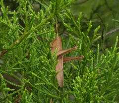 Schistocerca damnifica