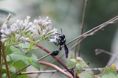 Zethus spinipes variegatus