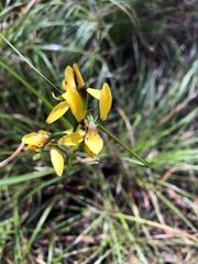 Diuris chrysantha