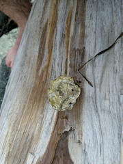 Ostreidae