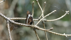 Limenitis arthemis rubrofasciata
