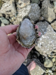 Ostreidae