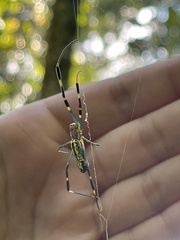 Trichonephila clavata