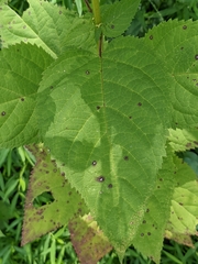 Scrophularia marilandica